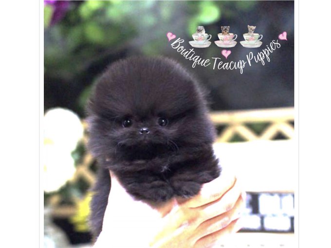 Yes I am a cat person. But my cats won&rsquo;t go on walks 😭  So once I get this dog she&rsquo;s getting that LV<a href="/tag/idiots"class="tags"><span>#idiots</span></a>