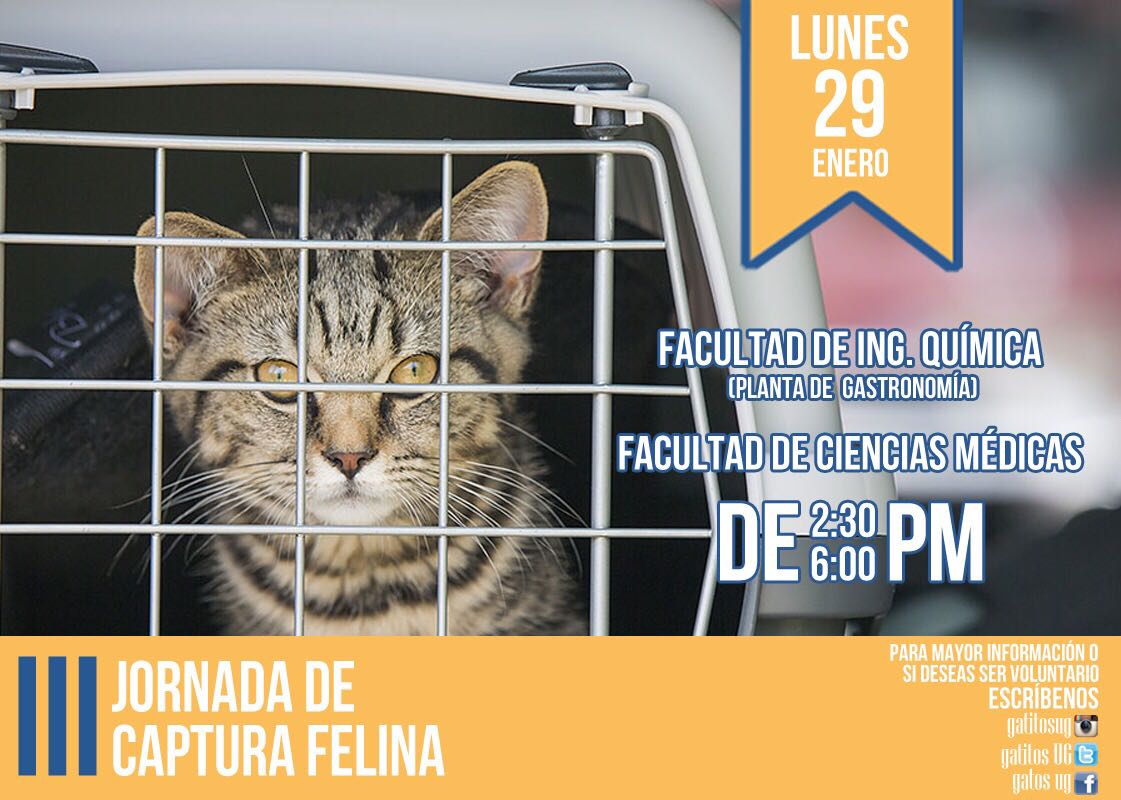 gatitosUG's tweet photo. Atención ☡
Nueva jornada de captura felina.
Queremos ser parte de la solución. #UGatos ♡ https://t.co/5MDd4OvQMO
