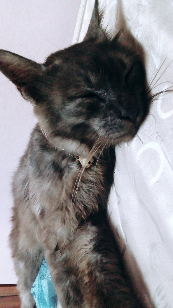 fqfzl's tweet photo. Sick kid, I'm a sad mommy
#prayforOreo https://t.co/qAaen9Z21k