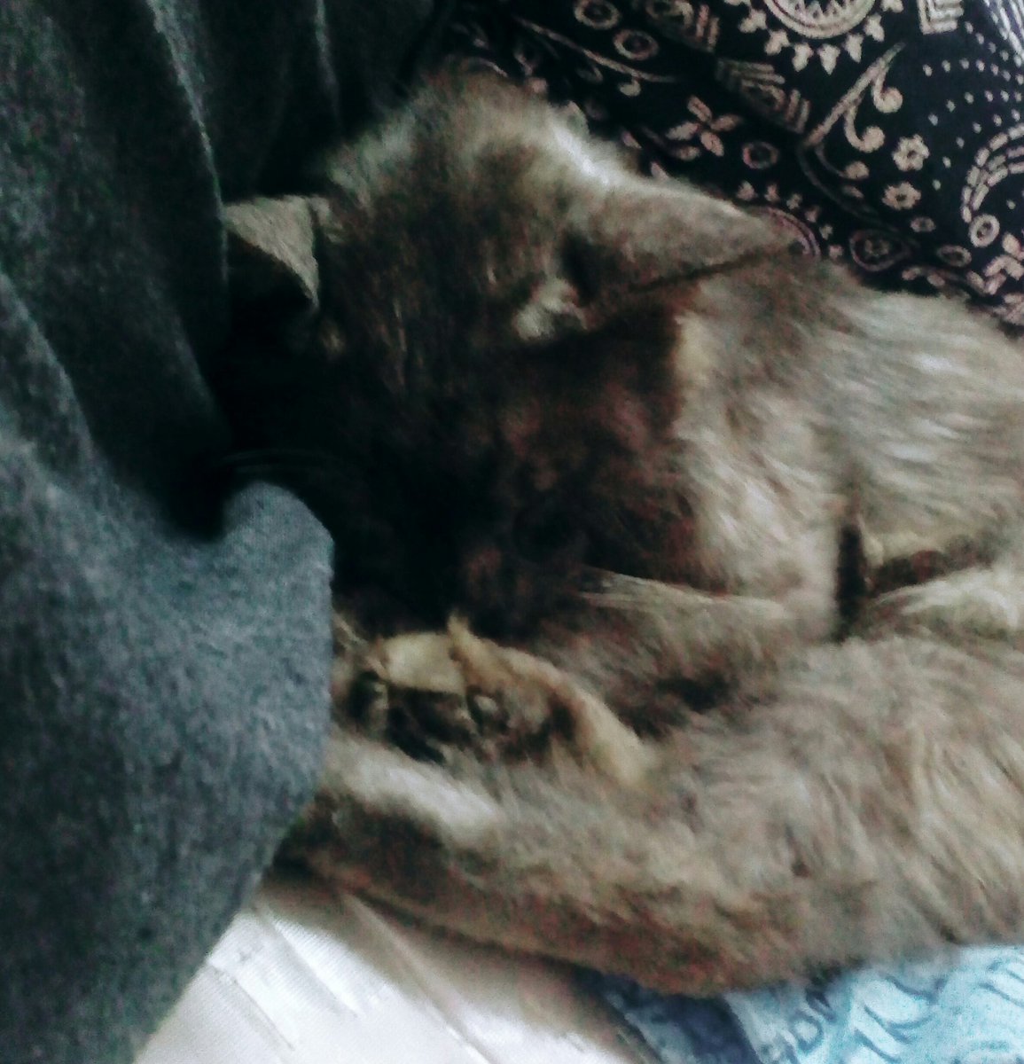 fqfzl's tweet photo. Sick kid, I'm a sad mommy
#prayforOreo https://t.co/qAaen9Z21k