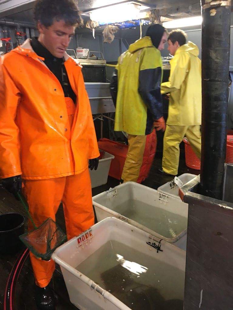 Vervolg onderzoek #pulskorvisserij, ondanks negatief EP. Samenvattend #beeldverslag  vanaf de UK 33. 
m.facebook.com/story.php?stor…