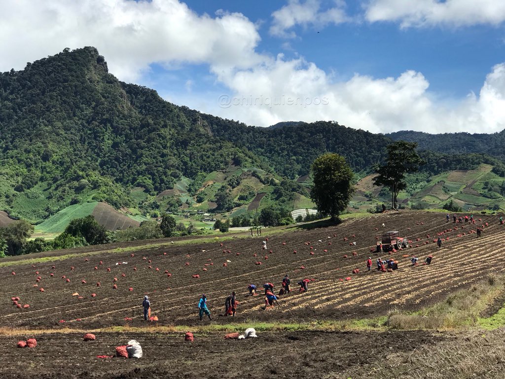 chiriquienpos's tweet photo. Arrancamos la semana con esta imagen de cosecha de papa en #CerroPunta, dale me gusta y comparte. Tienes fotos de #Chiriquí? Comparte con nosotros, únicamente mención y listo! https://t.co/aAiwgOGclP