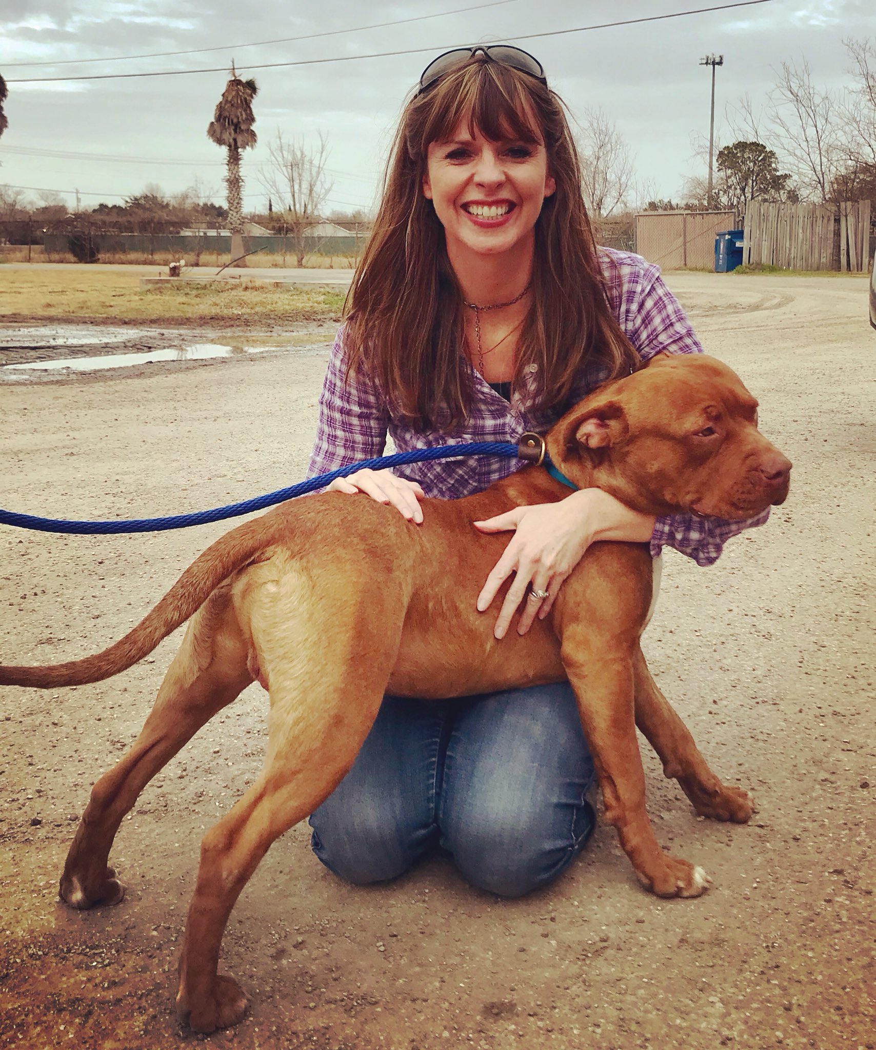Working pitbull sales