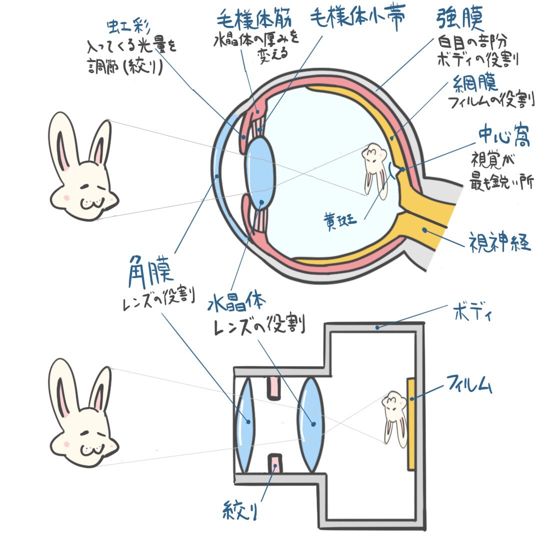 Tweets With Replies By 大豆 Qjnlq6hsktpuaux Twitter
