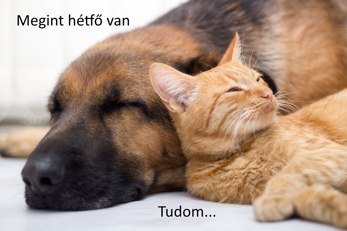 VMiskolc's tweet photo. Hétfő 🙃 #vagyonvillmiskolc #funny #monday #mood https://t.co/Liti1kxUhX