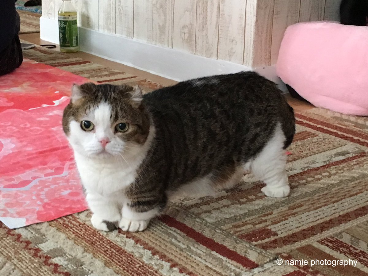 ネコヨガ Photo By Namie Auf Twitter 昨日のネコヨガ 猫カフェれおん Nekocafe Leon 昨日は初開催のネコヨガでした 里親募集中の保護猫や スタッフ猫もあわせると おそらく30匹近くでしょうか 沢山の可愛い猫ちゃん達のヨガのジャマに癒されました
