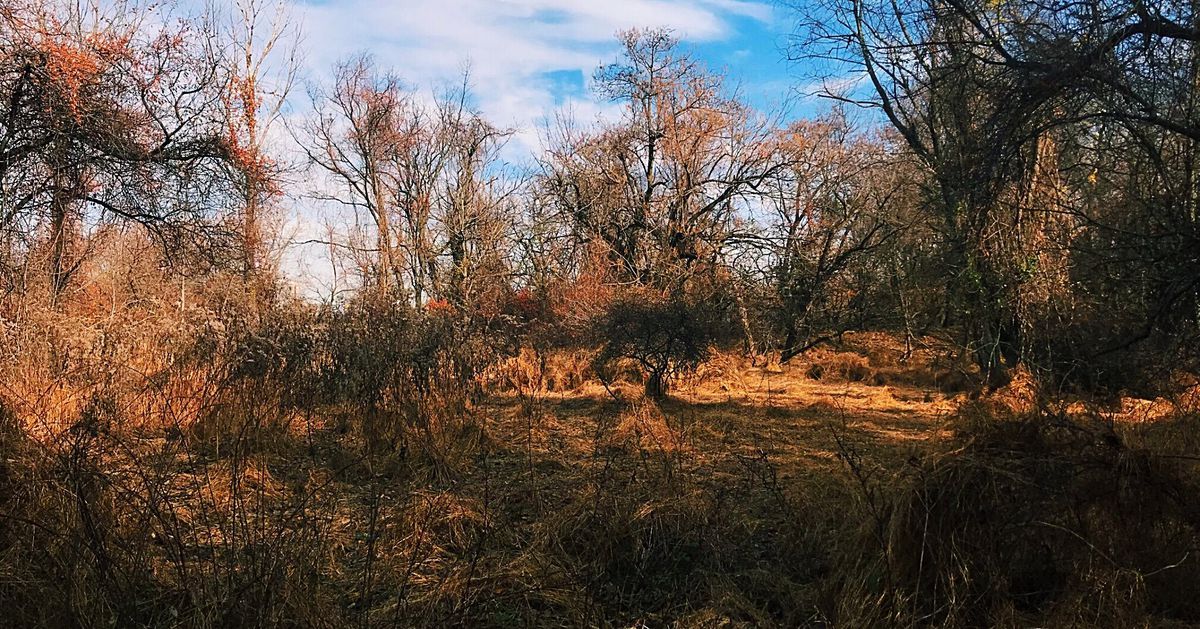 WilliamPennFdn's tweet photo. The beauty of Petty's Island returned to its natural state will be well worth the wait! https://t.co/rLzvZLRlTb https://t.co/1cwDdhShWP