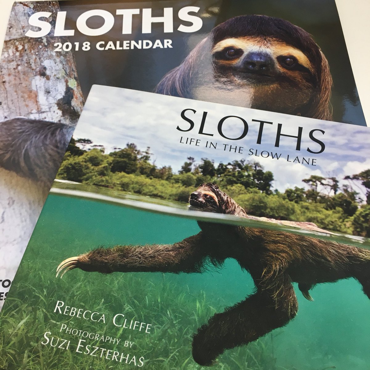 Best welcome back to the office ever Dr <a href="/beckycliffe06/">Dr. Rebecca Cliffe</a>!! I shall geek up on all things #sloth! <a href="/SlothCon/">The Sloth Conservation Foundation</a>