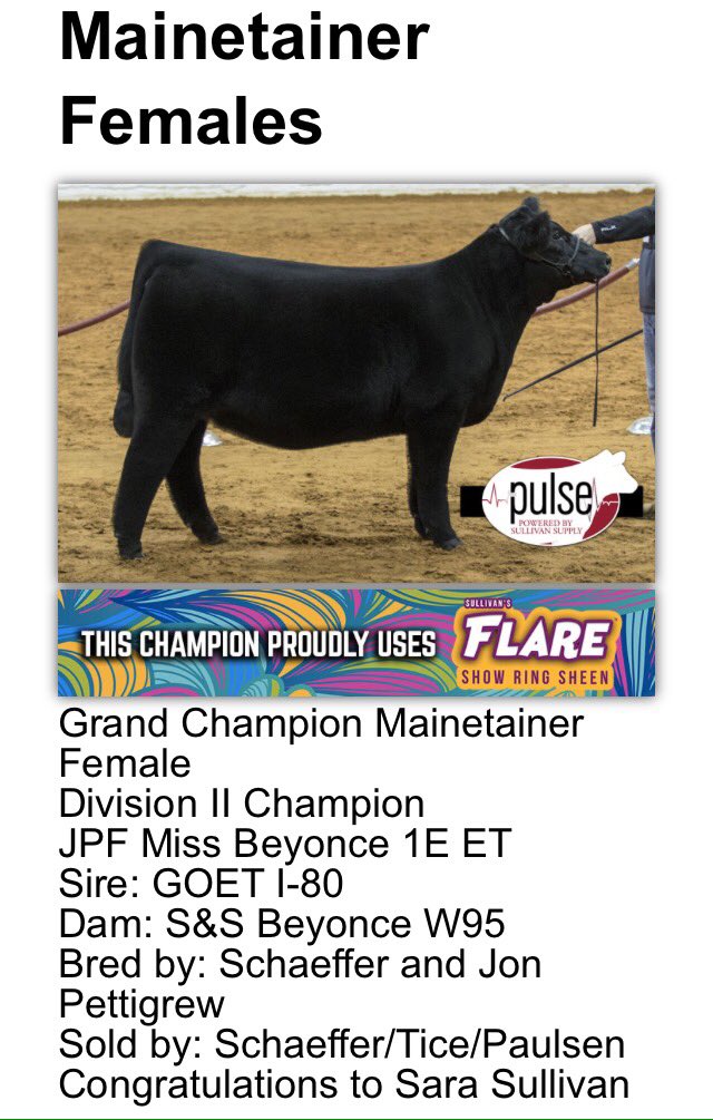 pettigrewfarms's tweet photo. Congrats to Sara Sullivan! Grand champion open mainetainer female at Fort Worth. Female raised by Jon and Tara Pettigrew. Thanks to all that was involved with this success! https://t.co/4gRVLtIDOD
