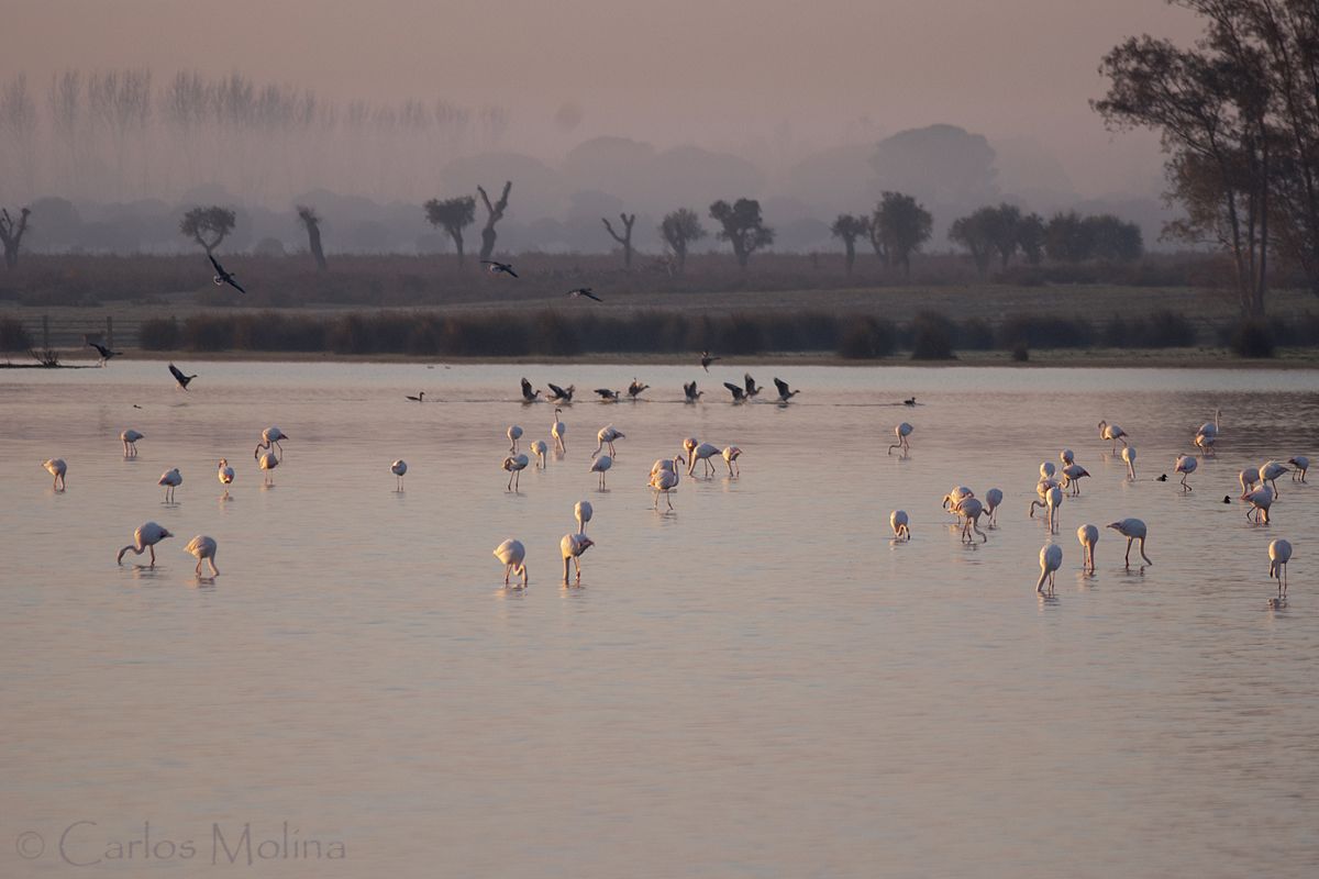 Doñana, el único humedal español declarado Patrimonio de la Humanidad por la Unesco sufre el embiste de múltiples amenazas #HayQueMojarse
diadeloshumedales.com/index.php/hume…