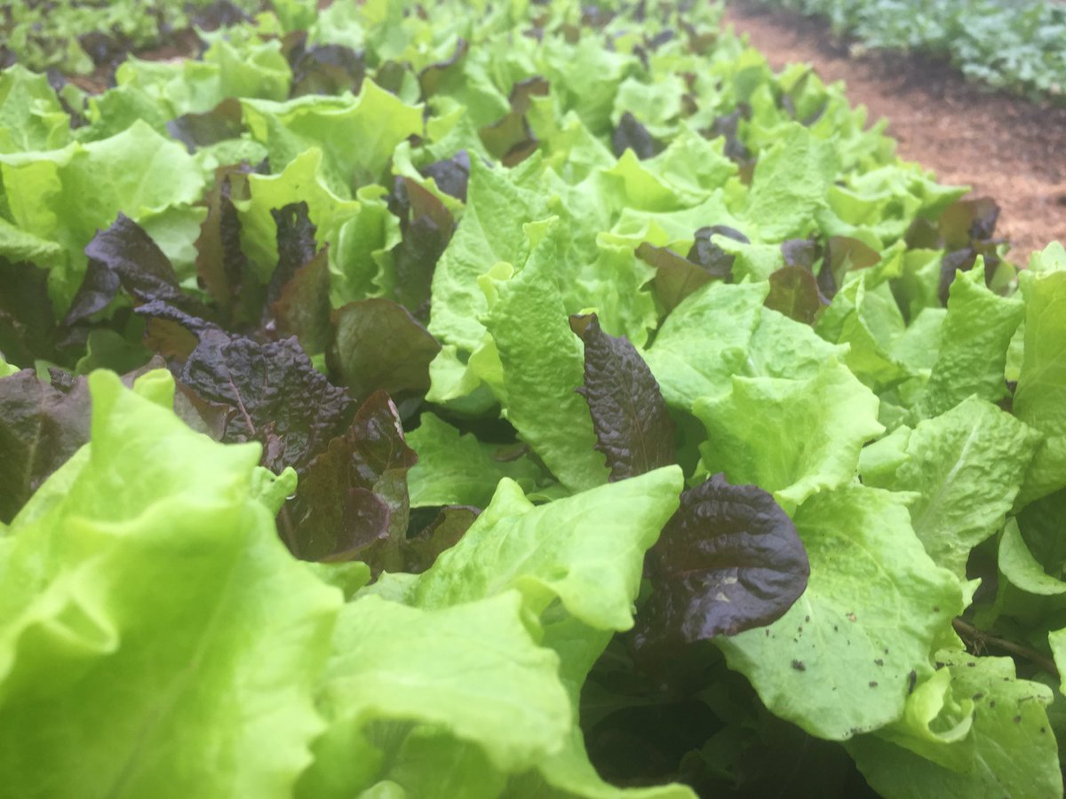DavidsonFarm tweet picture