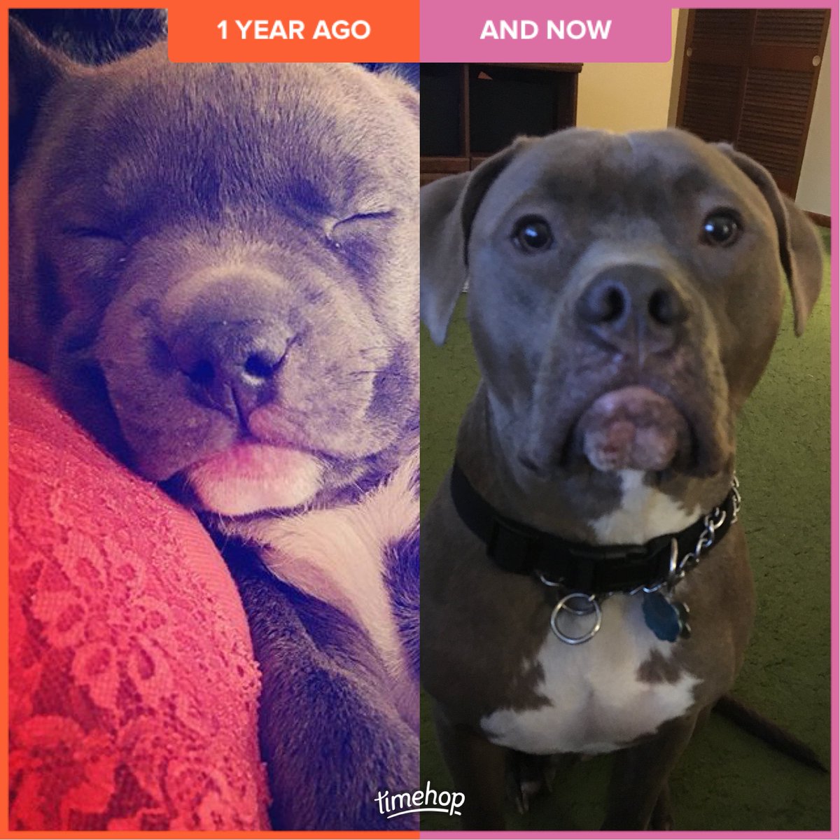 theandreawynn's tweet photo. My baby puppy #Sterling #mamasboy https://t.co/p6hW3GFBEW