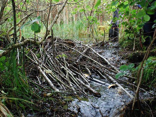 Beavers on our TV screens again at the weekend, could they help with flood management??

bit.ly/2rEnEHp