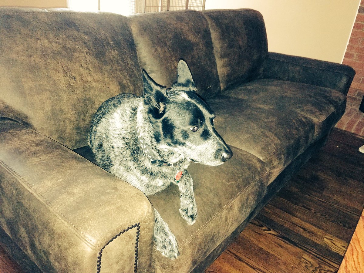 RikiRachtman's tweet photo. #newHomerules I decided #Dega would not be allowed on the new leather couch. On second thought the claw marks may make it look vintage #sucker #Adopt https://t.co/svXR9639GS
