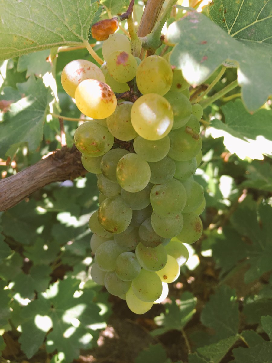 visualviti's tweet photo. Wednesday will see the first harvest in more than a decade for this forgotten #cheninblanc vineyard. Exciting stuff! #oldvines #nurturedbacktolife @oldvineproject @BLANKbottle https://t.co/Tmya1X2JjA