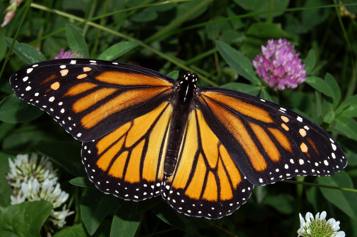 Thebutterflysa4's tweet photo. Did you know? You can help preserve this beautiful butterfly by planting milkweed and other native wildflowers! https://t.co/94k7bBxSHA