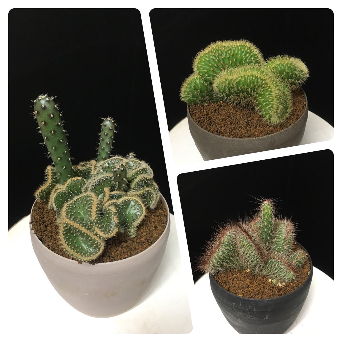 花と緑のグリーンバレイ 脳みそサボテン 育てていくとシワが増える為 頭の良くなるサボテン ともいわれます 植物は 点 で 成長するのが普通ですが 脳みそサボテンは 線 で帯状に成長する珍しい植物です 是非お買い求めくださいね