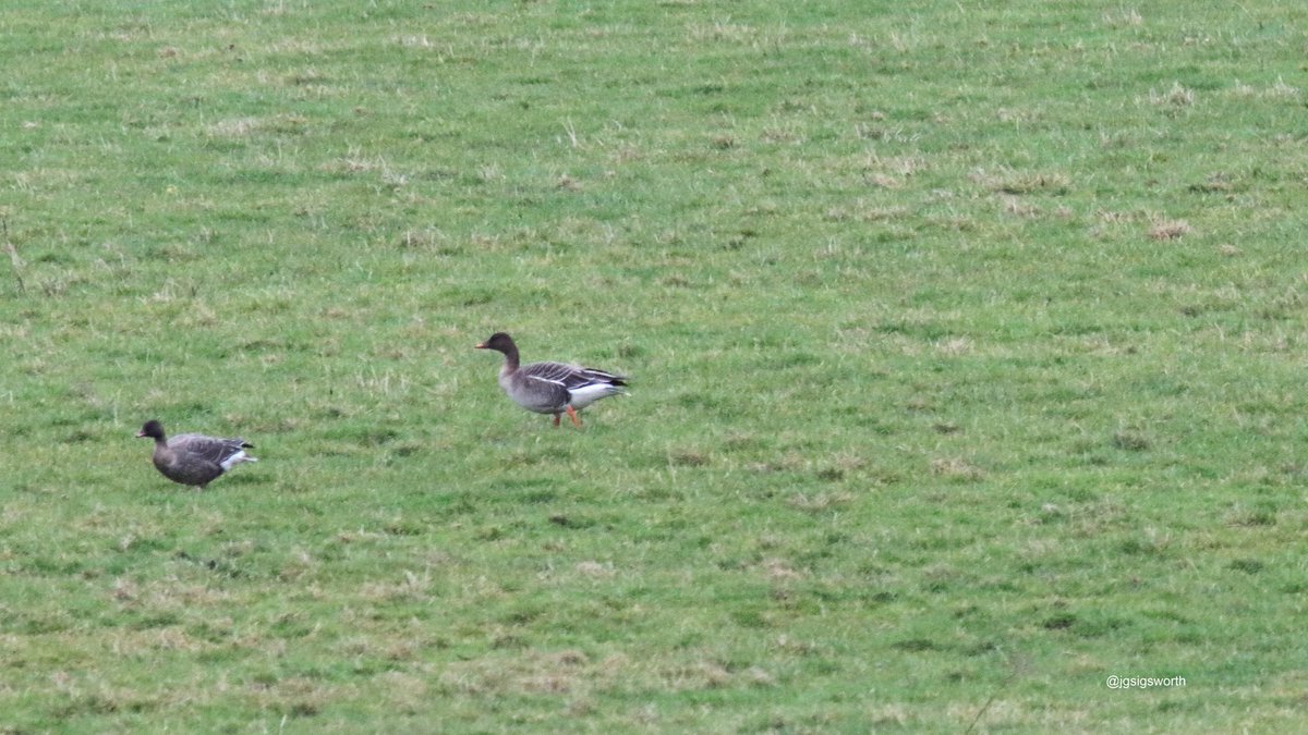 jgsigsworth's tweet photo. 6 Species of Geese today and all relatively local with @MalleyAndrew #Egyptian #WhiteFront #Bean #PinkFeet and the commoner 2. Also 2 Barn Owls and Grey Partridge https://t.co/TYL6u6eshN