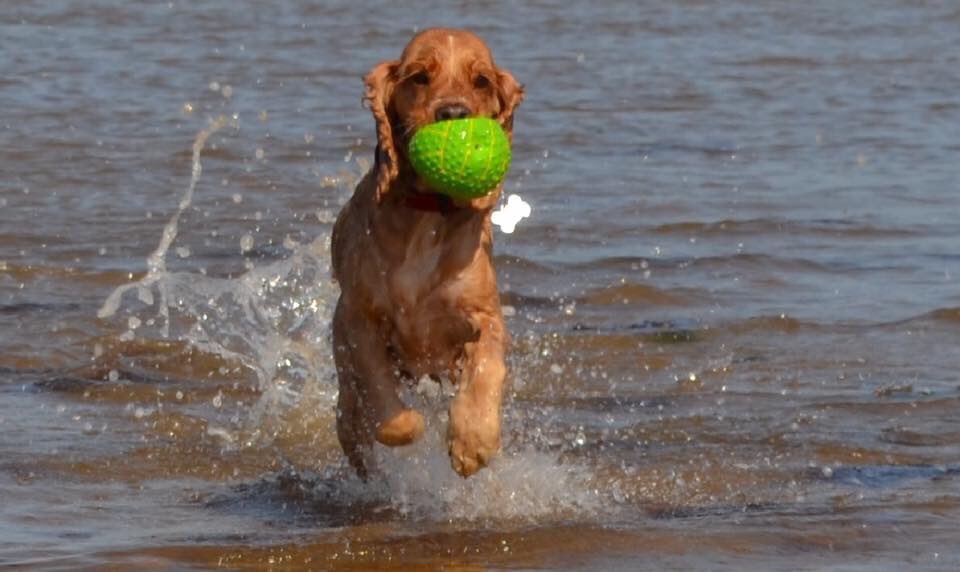 Humfthecocker's tweet image. Mum just saw dis on her bookface. Look at me Baywatch babe! 😝