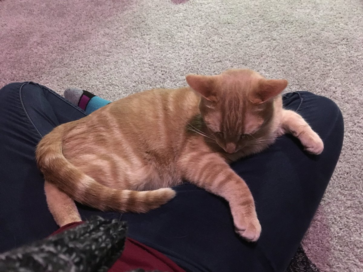 WrigleyTheKitty's tweet photo. Mom spends a lot of time on the floor playing with the baby... so I keep her company a lot. https://t.co/R3oZP1aYEZ