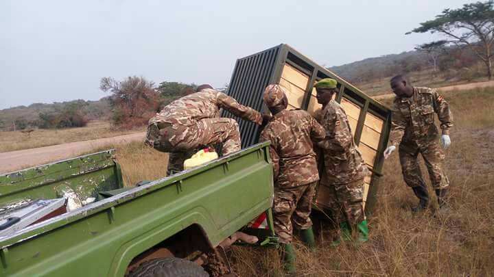 ugwildlife's tweet photo. Translocation of Zebra, Eland and Topis from #LakeMburo National Park to Katonga Game Reserve #Uganda #Wildlife #Conservation #PearlofAfrica #Safari https://t.co/JqQ434XyYd