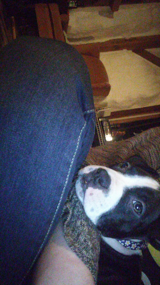 megunderscorem's tweet image. Hi i got a dog lol meet Lyla