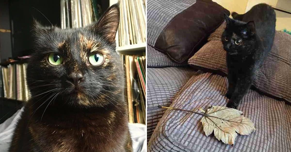 9GAG's tweet image. Cat Hunts Down Giant Leaf And Presents To Her Owner Every Morning
9gag.com/gag/aXxpW9P?re…