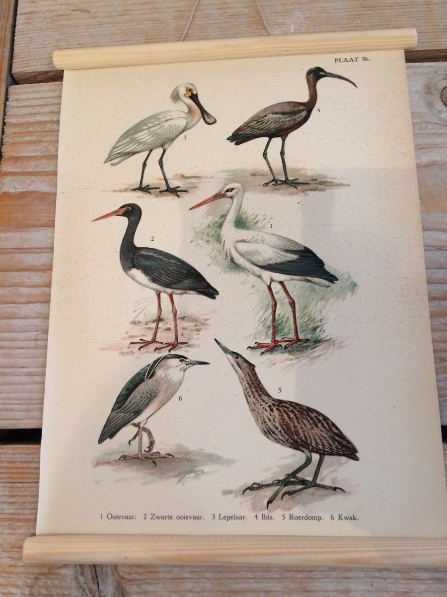 Nieuw bij HetBosscheBinnenhuis: antieke prentjes met vogels.