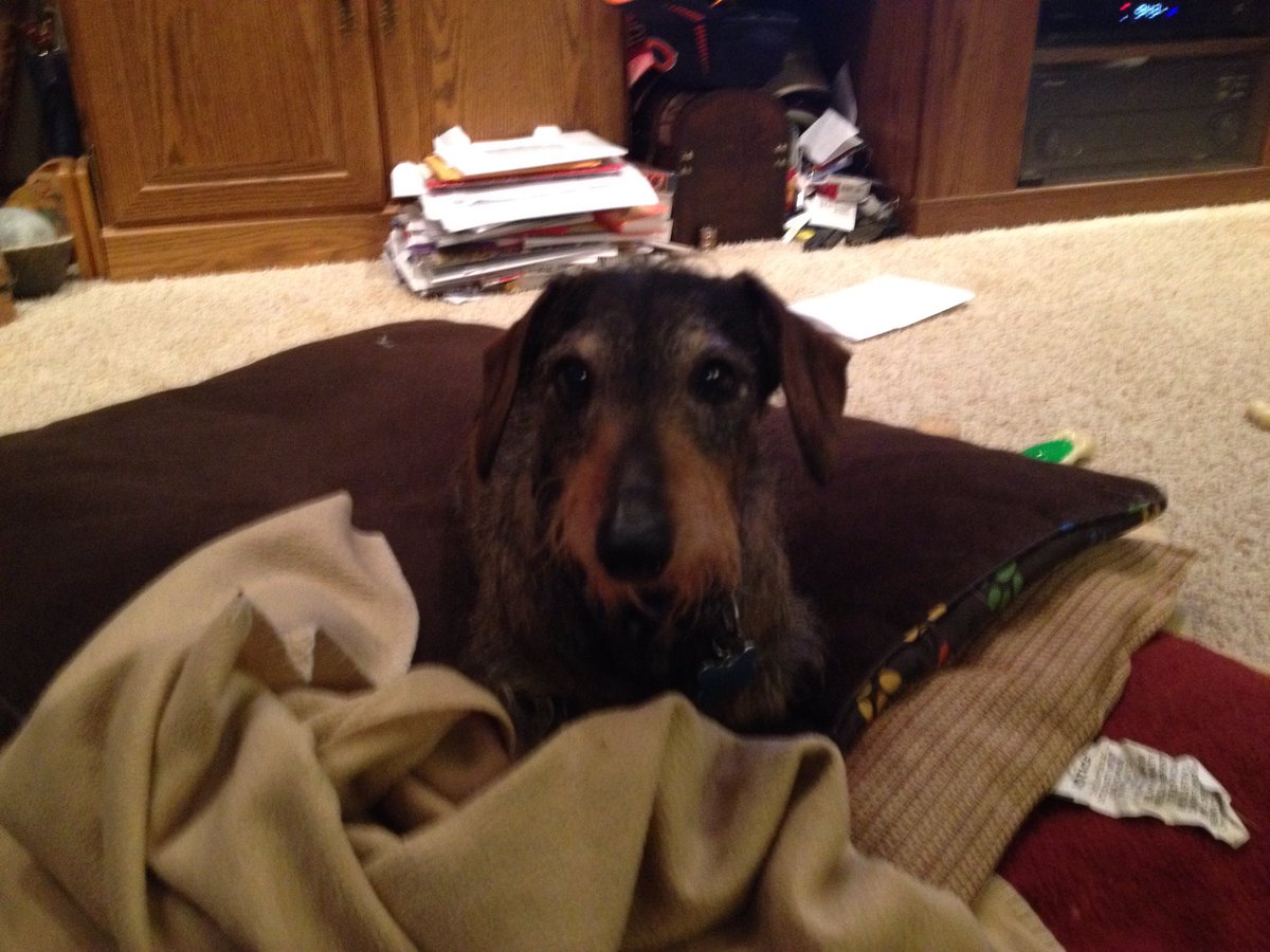 dkfrye96's tweet photo. We lost a member of the family today. Until we meet again, Ed, have a good rest, and say hi to Patsy for me.  Love you, buddy. https://t.co/NKFP6OPZSQ
