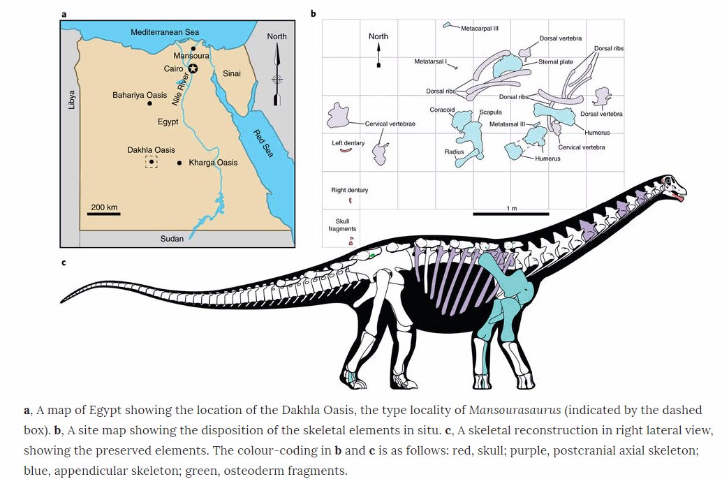  ديناصور «منصوراصورس» الكشف هو الأول من نوعه في أفريقيا  DUuPUxUWAAMblO9