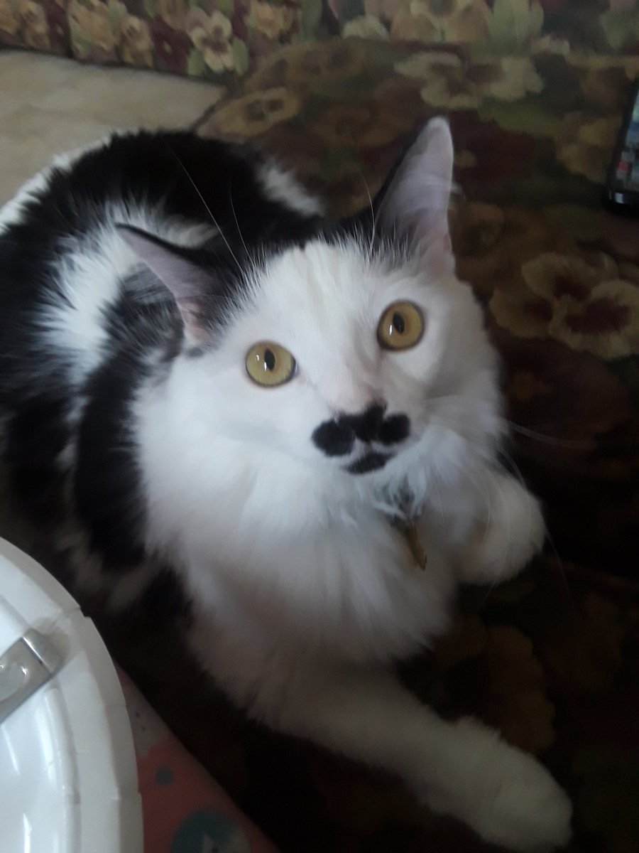 Excuse me human,  but I can't help but notice you haz food and I haz no food. #cats, #CatsOfTwitter, #mustachecats, #feedmenow