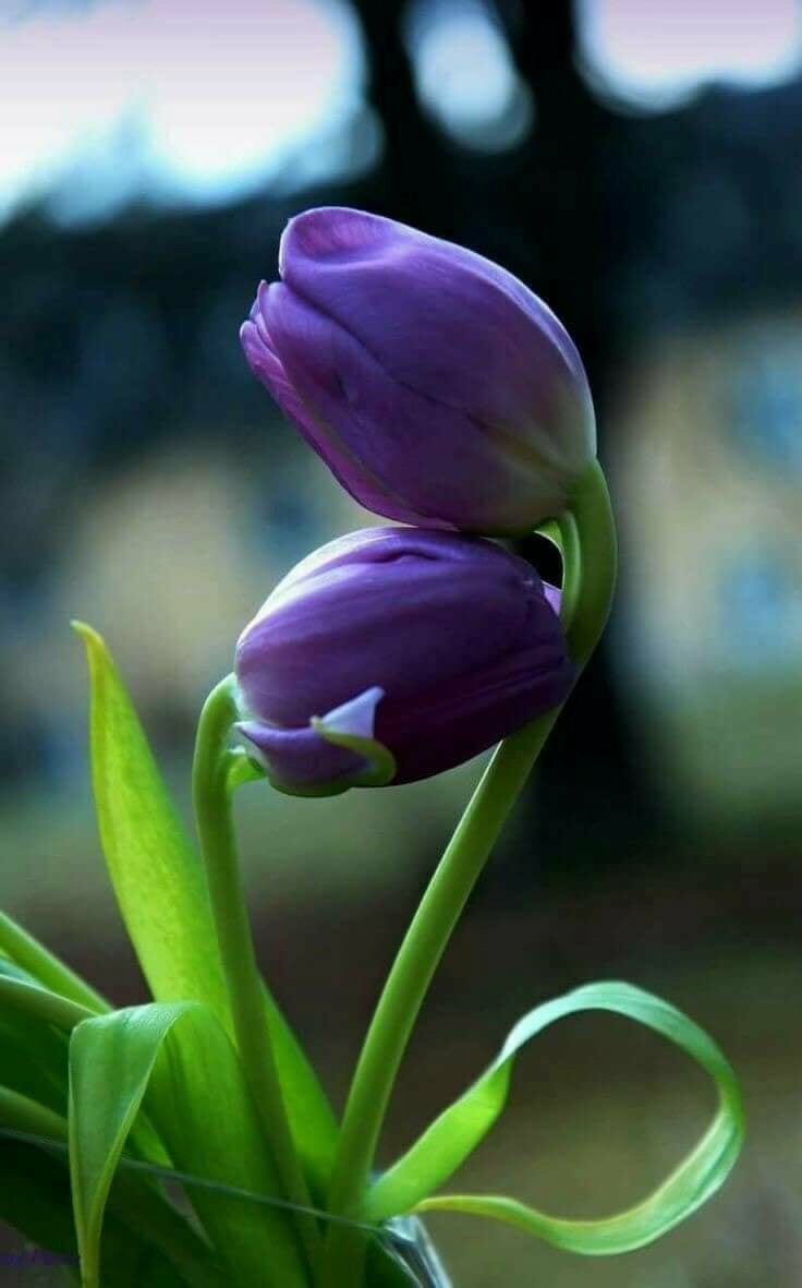 7oritkm's tweet photo. و ما الصداقة إلا إتكاءُ نفسُ على نفسْ

'
'
                                     #حوريةالعوازم https://t.co/gJBL2tVIxM