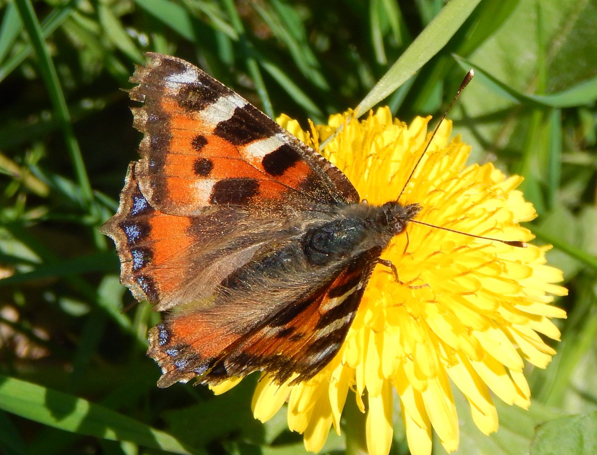 5 good reasons to let your Dandelions grow this spring, Honey Bee, Peacock, Common Carder Bumblebee &amp; Small Tortoiseshell. And the fifth reason? They add some welcome colour to a lawn or verge. britishnatureguide.com/species-index-…