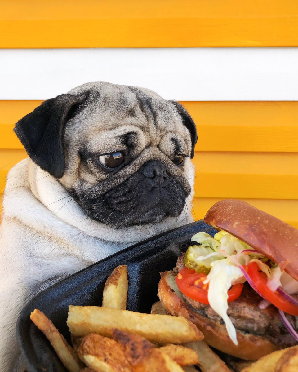 Doug The Pug tweet media