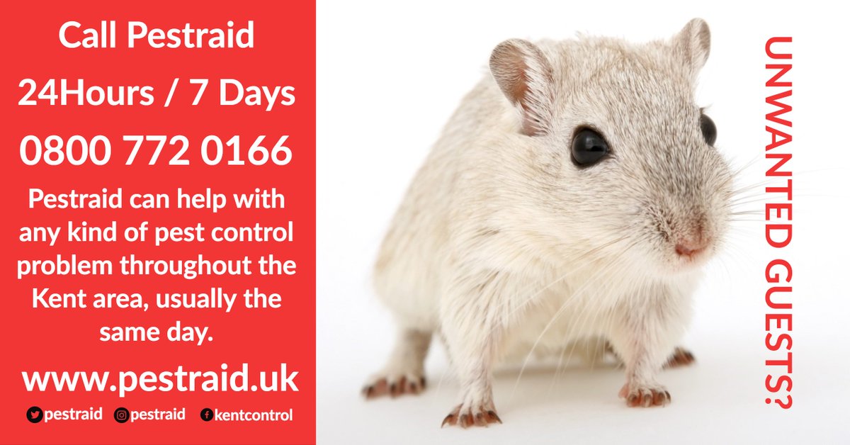 Have you got any unwanted guests such as #mice #rats or #fleas ? All our technicians are qualified and insured to deal with any #pestcontrol problem plus we provide a cost effective,discreet quick solution usually the same day to ensure they don't come back! Call 👉 0800 772 0166