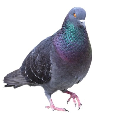 Did you know that Birds settling on your property can cause significant damage, health risks, slip hazards and unsightly stains plus a high risk of secondary #infestation from #pests associated with birds and birds nests! Looking to get some #PestControl call free 0800 772 0166