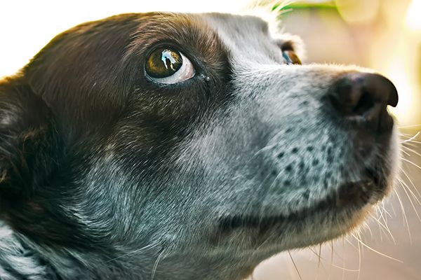OscarHooch's tweet image. Whale eyes in dogs - what are they, and should you be concerned? 
#understandingdogs #dogs buff.ly/2EdYunO