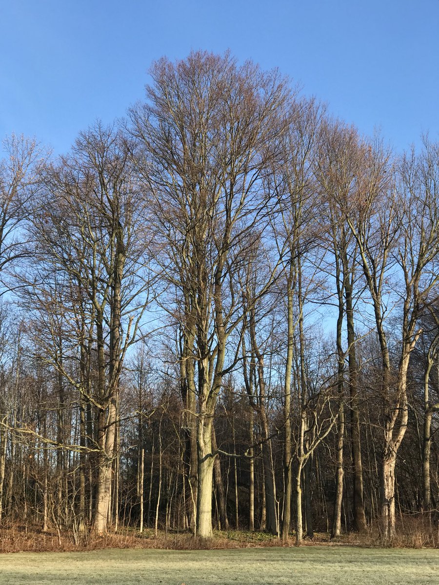 TreesofNiagara's tweet photo. https://t.co/cc3JutVshL