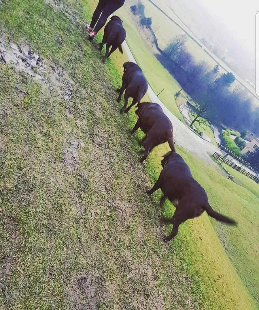 stephaniec562's tweet photo. Walk with the dogs around the res #woolfpack #chocolate #labradors https://t.co/sfjXSZv5n2