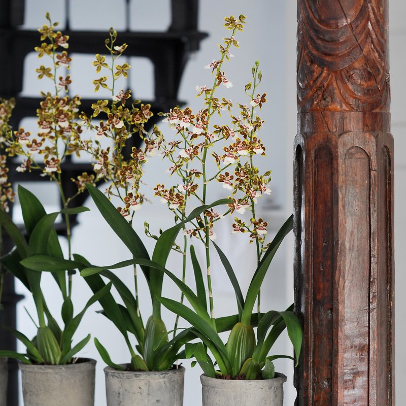 Een moderne toevoeging aan je klassieke interieur? Zet je orchidee in een betonnen pot voor een stoere touch in je huis.
#orchidee