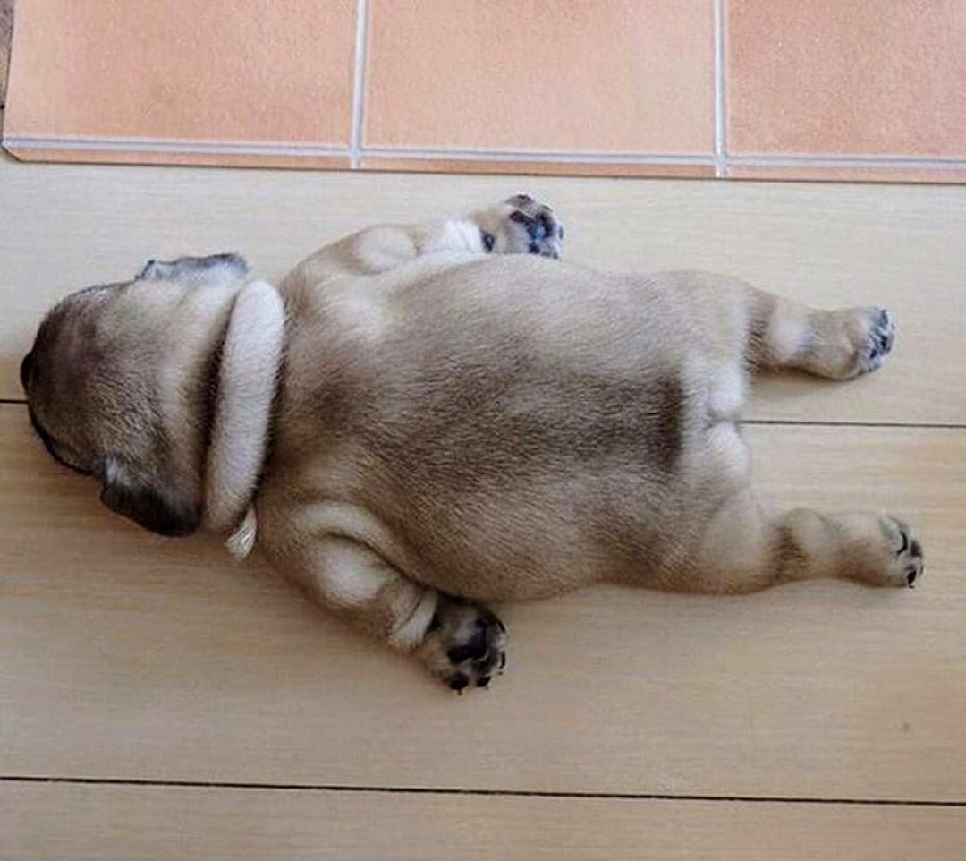 petsbeingpeople's tweet photo. It was obvious to everyone that Hank’s new year exercise regime was not going at all well. https://t.co/SAXpHyr8N8