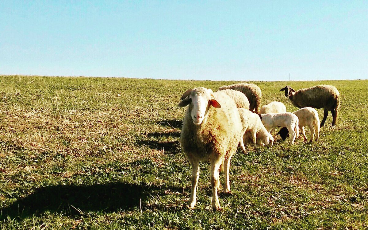 Our passion for nature. 
Fiorentino #nature #tradition #innovation 
👉follow <a href="/fiorentinowines/">Fiorentino Wines</a>