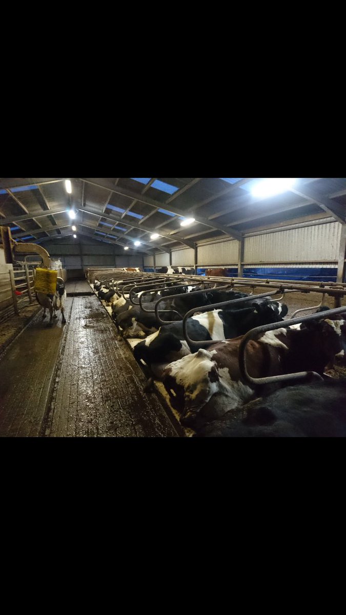 Customer moved headrails two weeks ago as I measured and advised. we had too many cows perching, roughly 60%. This increases ruminating and takes pressure off of feet #healthycows <a href="/ARN_Home/">Advanced Ruminant Nutrition</a>