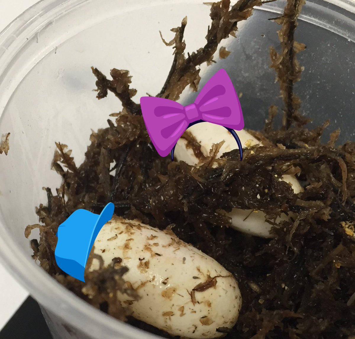 Congratulations to our Leopard Geckos on becoming proud parents of two eggs which could hatch anywhere from 39 to 90 days from now. The parents will continue to lay eggs about every two weeks for the next few months