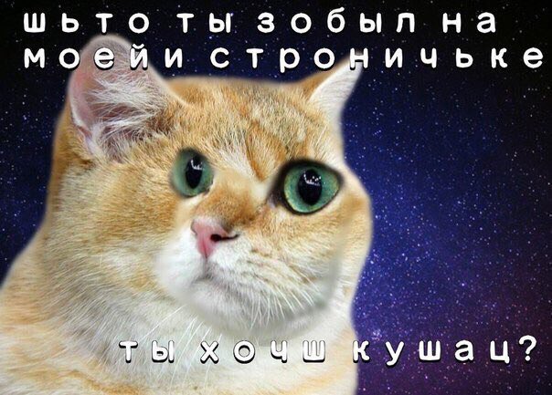 🏳️‍🌈 породистое зло | wanda pzzrinch 🐋🪢 tweet media