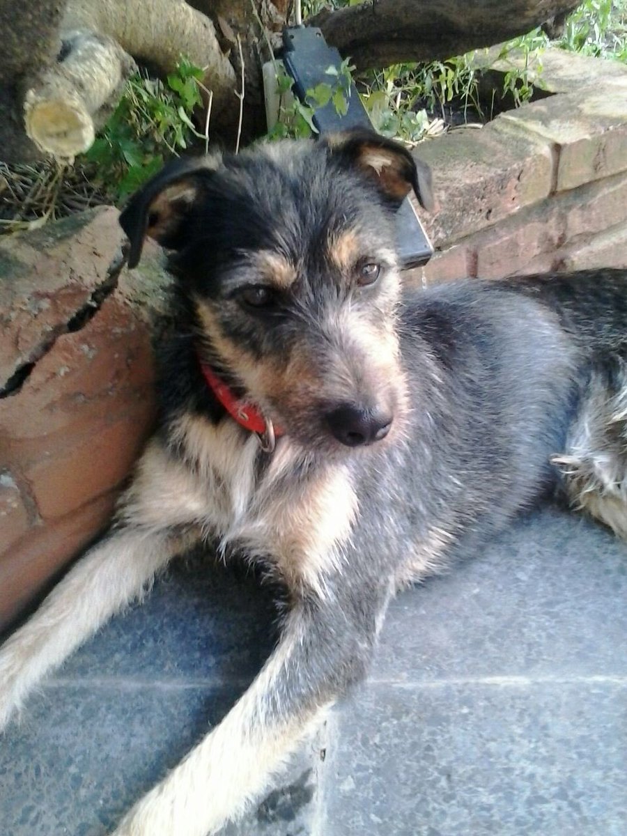 #Adopción #Responsable para esta belleza, mirá esa carita, él está buscando una familia qué lo respete y ame para toda su vida @aide_tarrio <a href="/lavozdelosotros/">LAVOZDELOSOTROS</a> <a href="/mcg1465/">MCG💛🇧🇷</a> <a href="/sanmarza64/">sandra marcela</a> <a href="/refugioenalerta/">refugioenalerta</a> <a href="/Marydyosa/">#OsoArturo ❤❤</a> <a href="/Mel_Lezcano/">Melina Brizuela</a> <a href="/NataliaFassi/">Natalia Fassi</a> <a href="/acarola0/">Vale</a> <a href="/jimenadequilmes/">Jimena Torres ⭐️⭐️⭐️</a> <a href="/LOLET38/">***LORETA***</a> <a href="/Lalysole/">Laly 🇦🇷</a>