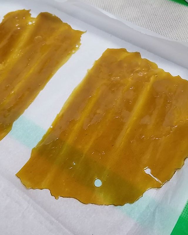 DankKingsCo's tweet photo. Sky lotus nug run... looking so good... #NugRun #Shatter #Bomblicious #DankKings #DandyEdibles #GreenDiamond #TeamGreenWellness #NotAllStoners #EducateB4UMedicate #TheSmokeSession #OldSchoolOrganics #MarijuanaintheNews #BudGrower #chrisbudgrower  #FourTw… https://t.co/gfsStRFSVY https://t.co/1dGrGFd9X1