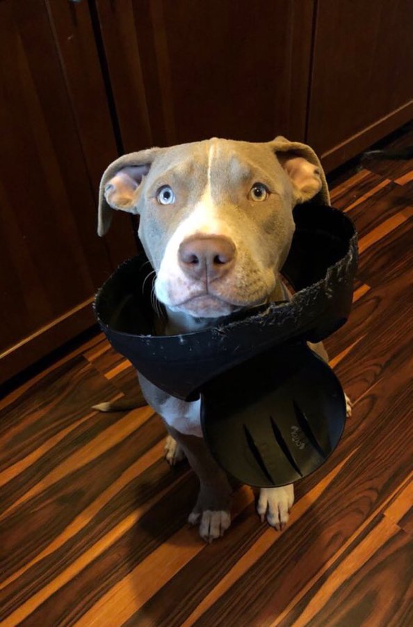 adorable pitbull with his head stuck in a trash can