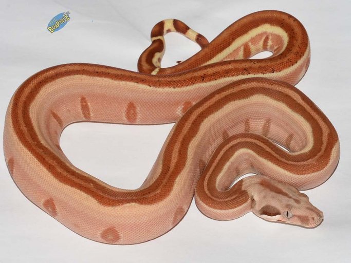 boa constrictor morphs boa constrictor morphs