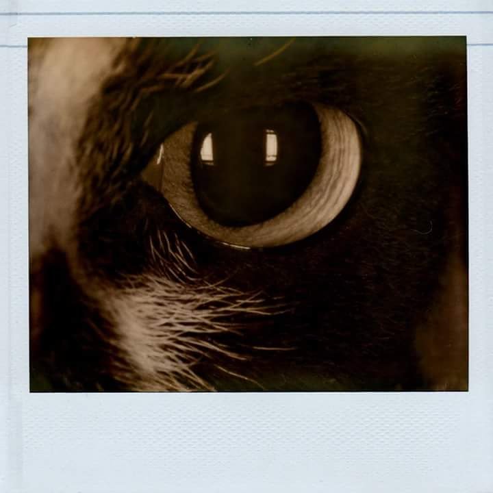 offIstantanea's tweet image. Uomo o gatto?

#occhidagatto #suguardi #amorefelino #instantphotos #gatto #mycat #occhifelini #cat #catsagram #pet #animal #petstagram #catsofinstagram  #instagramcats #nature #catoftheday #lovecats #catlover #instacat #devonrex #cateye #polaroid #impossibe_color #spectraimage